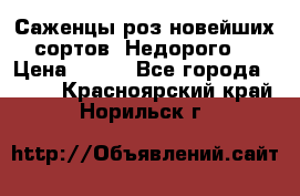 Саженцы роз новейших сортов. Недорого. › Цена ­ 350 - Все города  »    . Красноярский край,Норильск г.